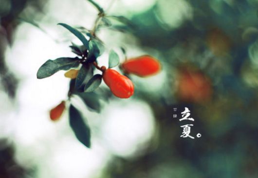 描写立夏的唯美诗句（关于夏天的优美段落）