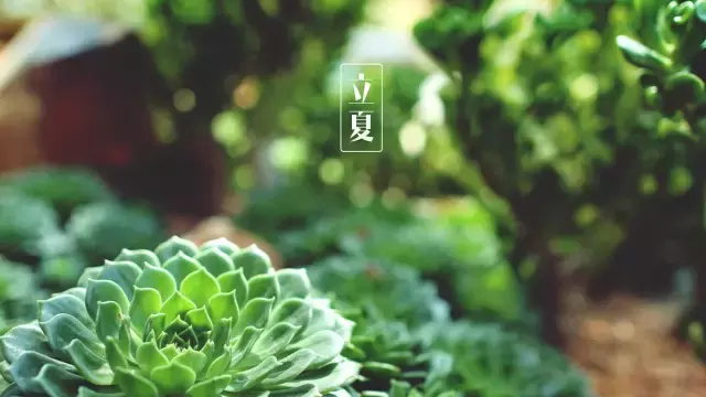 描写有关立夏的古诗（立夏的诗句唯美）