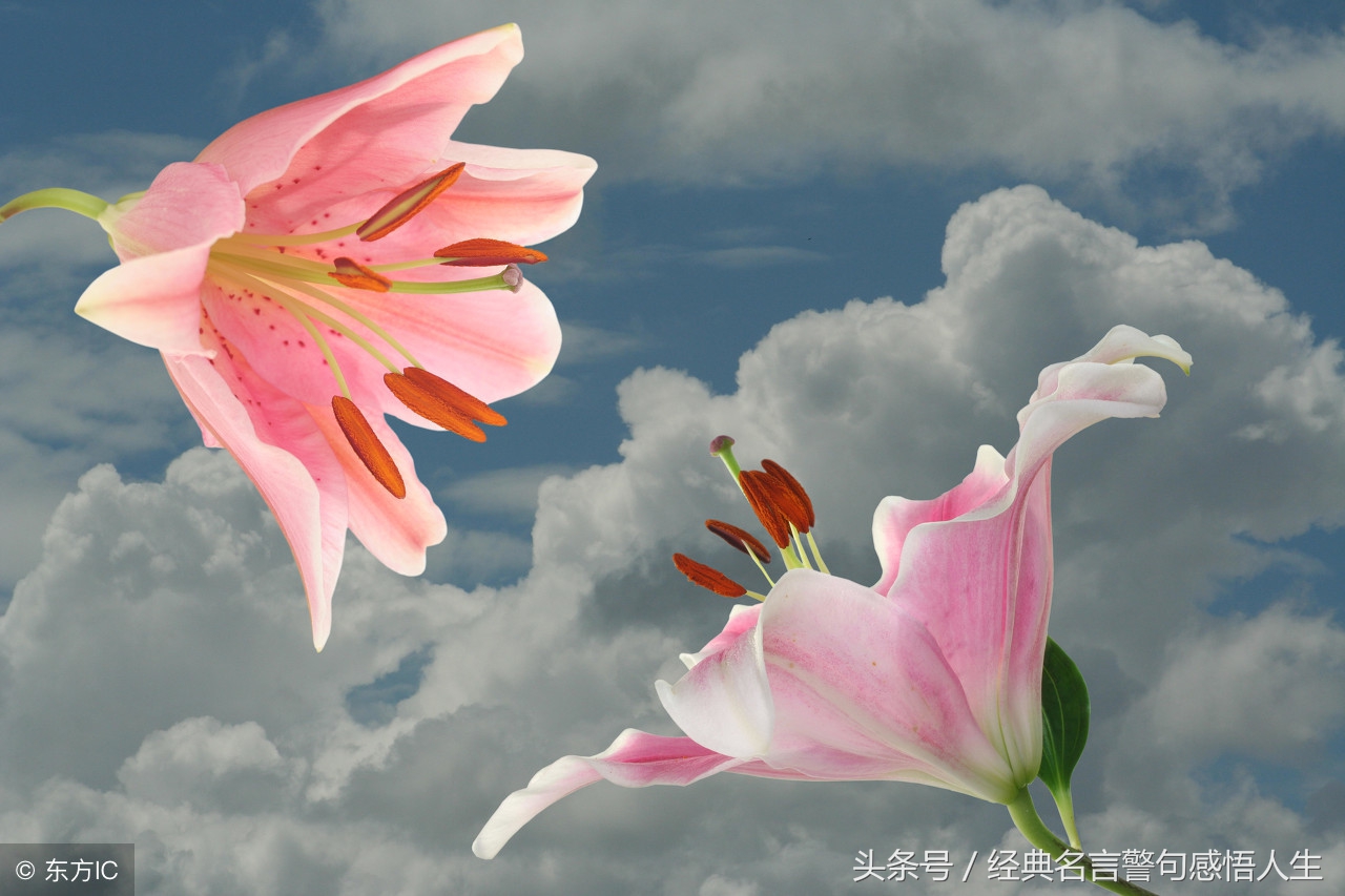 关于要学会放弃的名言警句（形容进退有度的至理名言）
