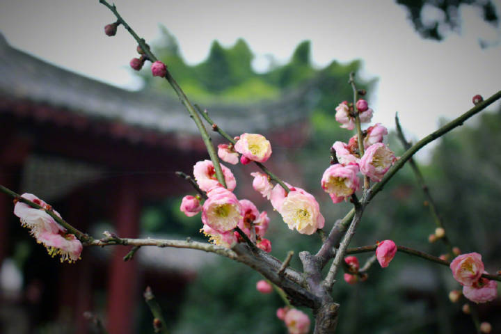 赞美红梅的诗句大全（赞美红梅经典的短句）