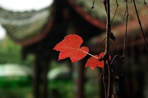 一朝春尽红颜老全诗（林黛玉葬花词全文赏析）