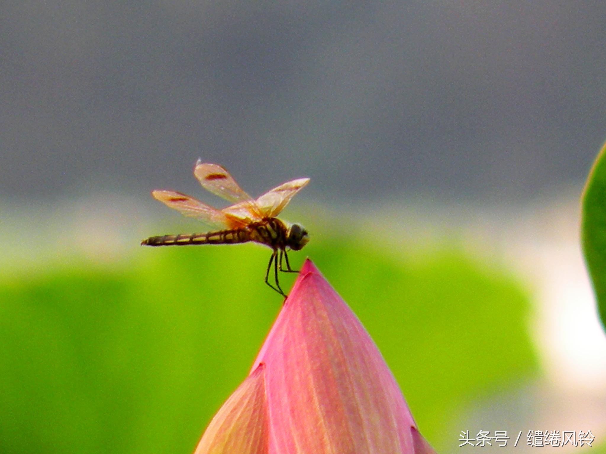 早有蜻蜓立上头全诗（杨万里最有名的十首诗）