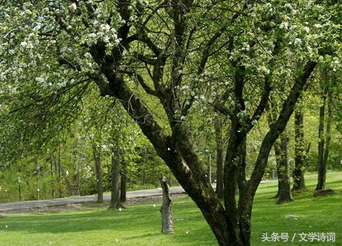 庭中有奇树原文朗读（庭中有奇树全文解析）