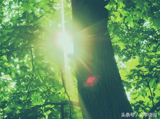 庭中有奇树原文朗读（庭中有奇树全文解析）