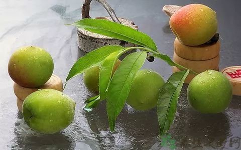 梅子金黄杏子肥的全诗（和梅子有关的诗句）