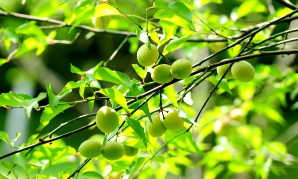 梅子金黄杏子肥的全诗（和梅子有关的诗句）