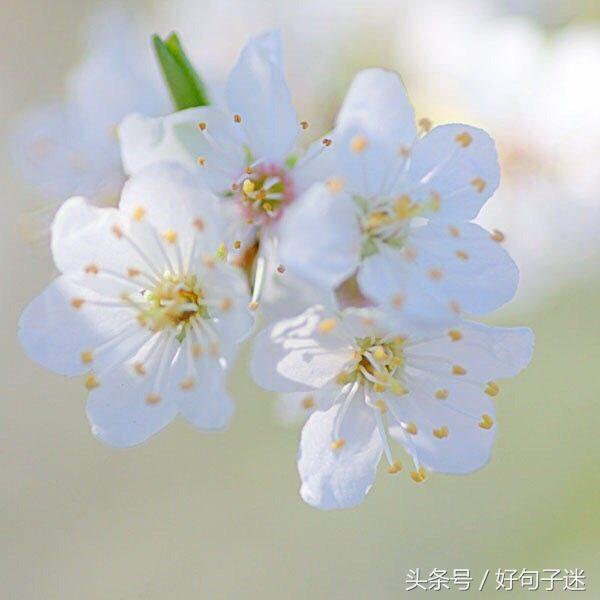 珍惜同学情谊的句子（表现浓浓同学情的句子）