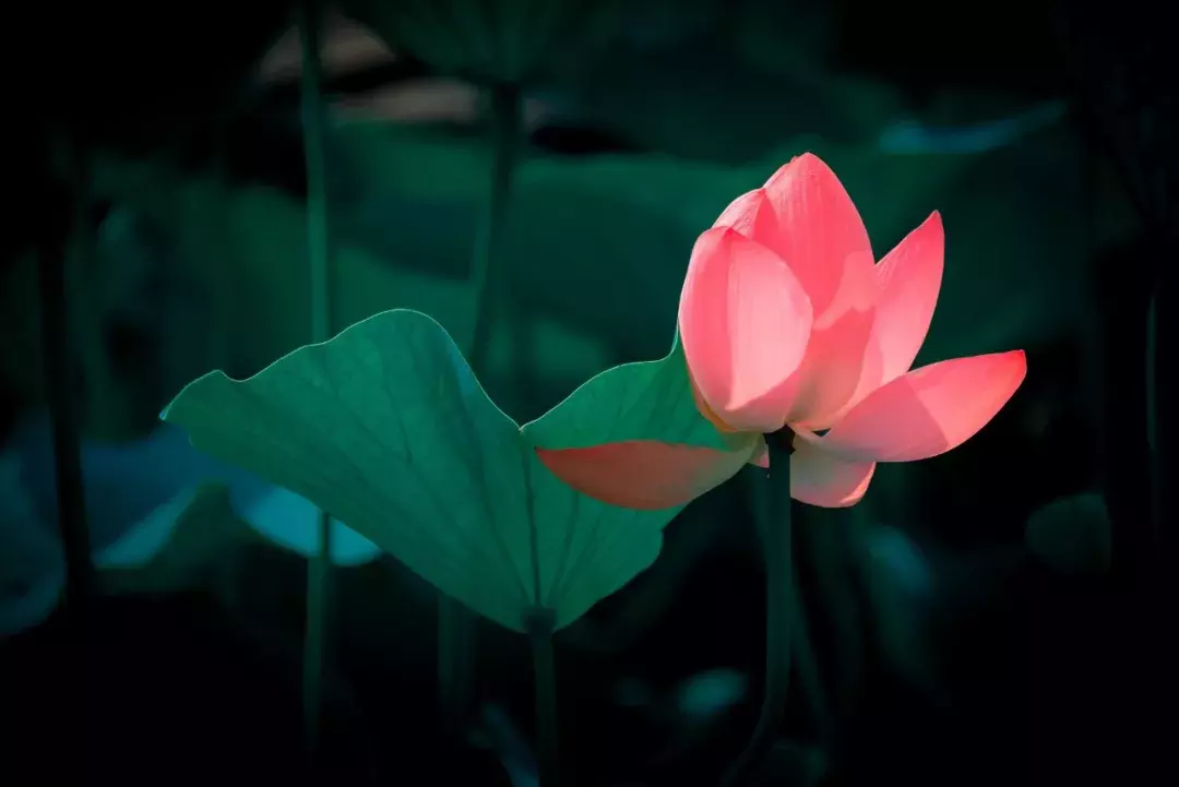 关于描写荷花的诗句（描写荷花的诗词名句）