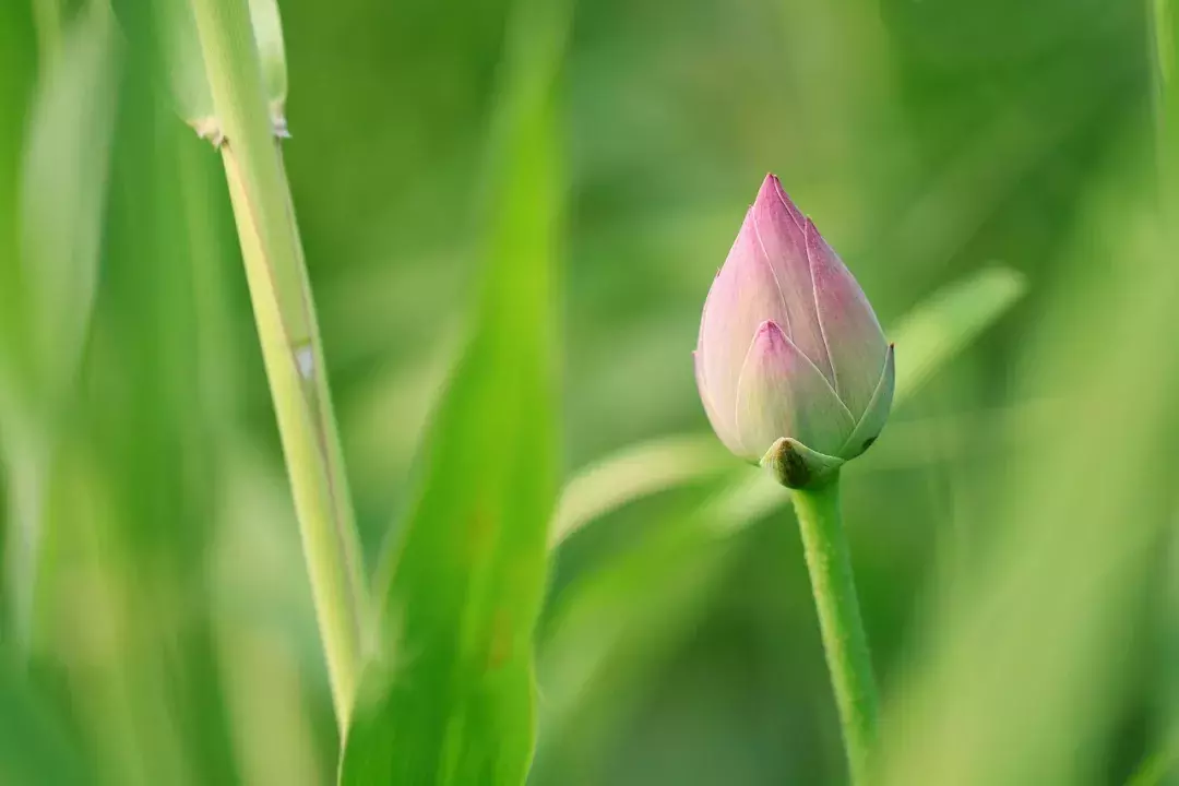 小暑节气古诗大全（关于二十四节气中小暑的古诗）