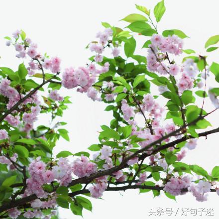 简单唯美小清新句子（温暖美好的心情说说）