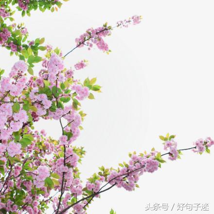 简单唯美小清新句子（温暖美好的心情说说）
