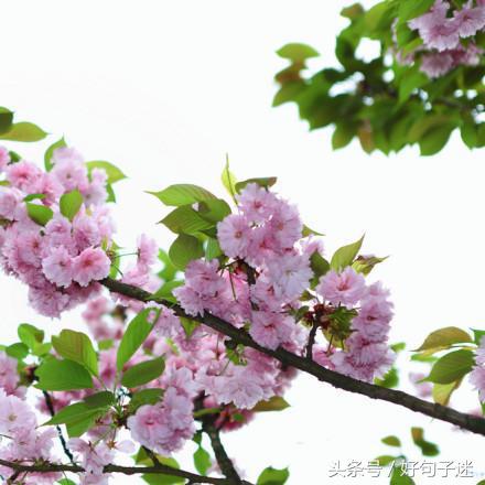 简单唯美小清新句子（温暖美好的心情说说）