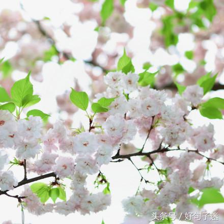 简单唯美小清新句子（温暖美好的心情说说）