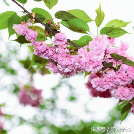 简单唯美小清新句子（温暖美好的心情说说）