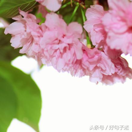 简单唯美小清新句子（温暖美好的心情说说）