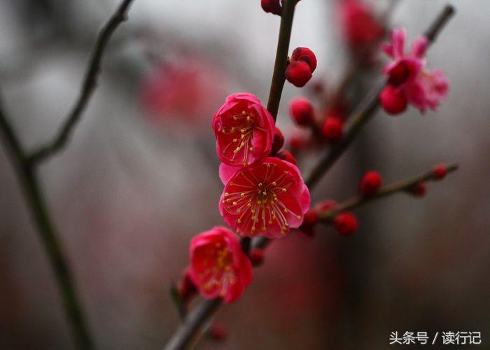 诗经中女子大胆求爱的句子（充满文艺气息的告白诗句）