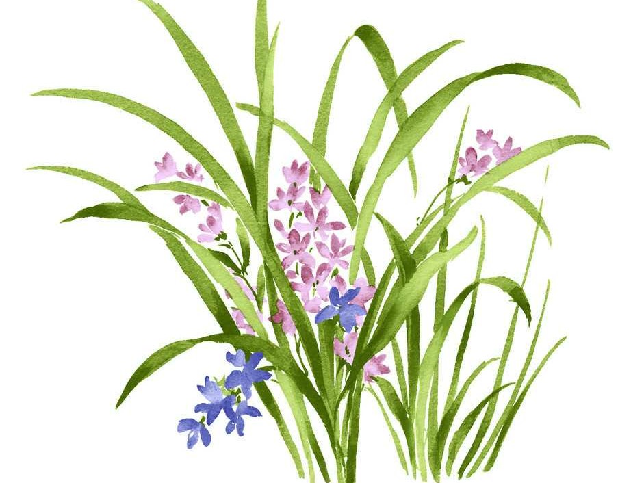 描写兰花的诗句淡雅（兰花诗句最出名诗词）