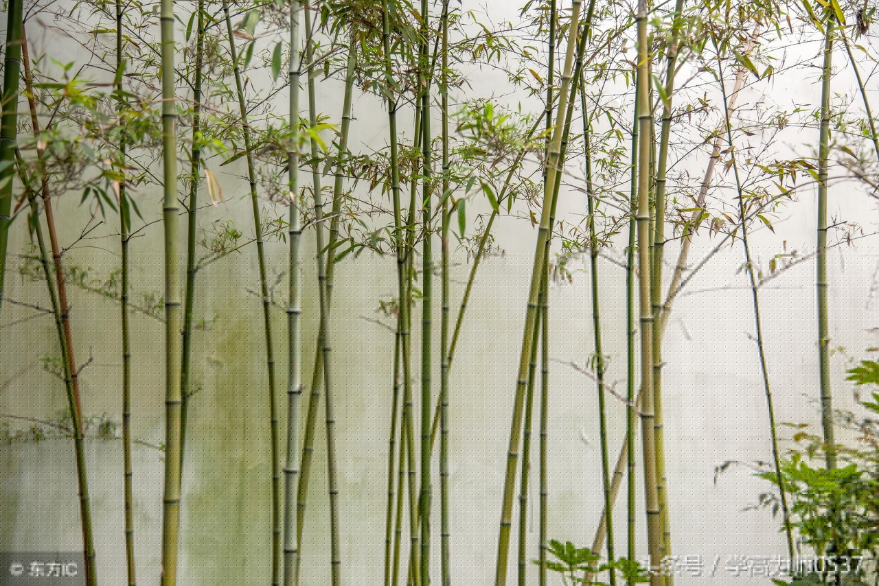 描写乡村生活的诗词（乡村生活的优美句子）