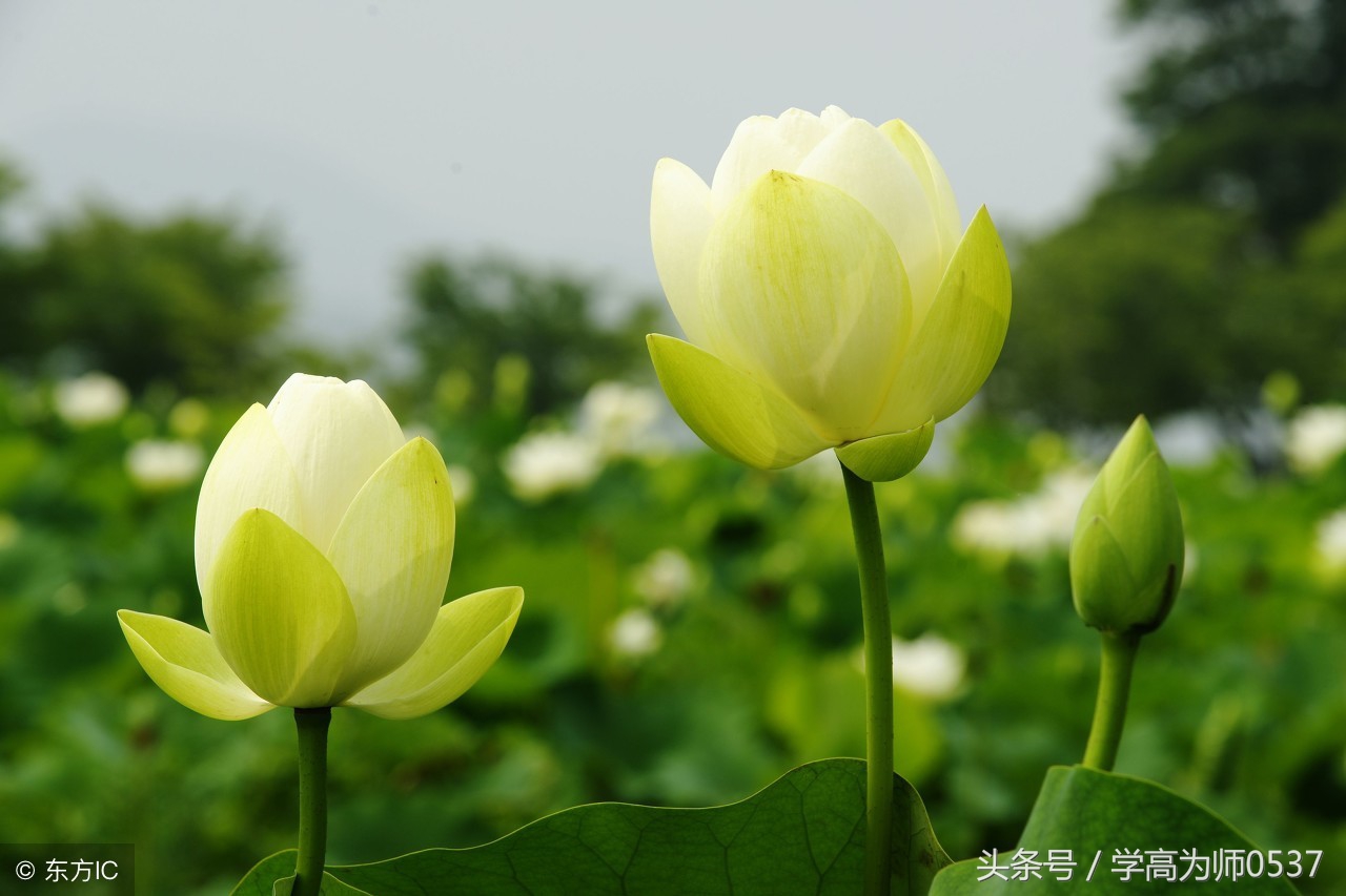 描写乡村生活的诗词（乡村生活的优美句子）