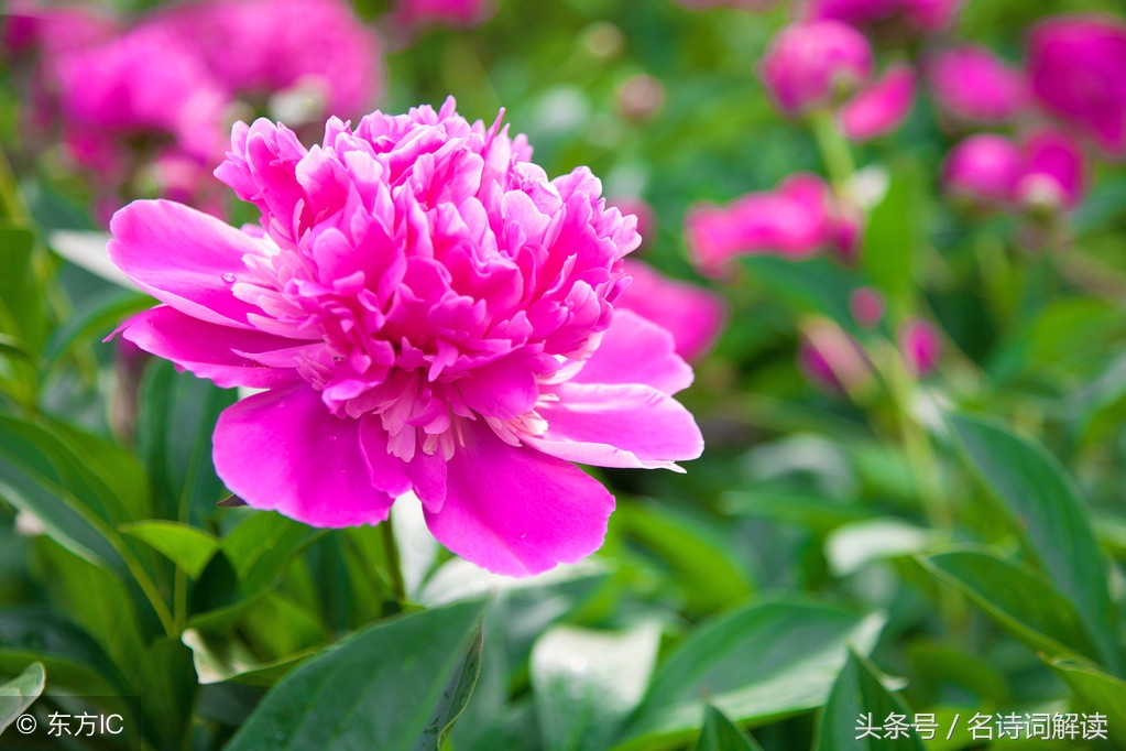 李白清平调三首翻译赏析（清平调名花倾国两相欢）