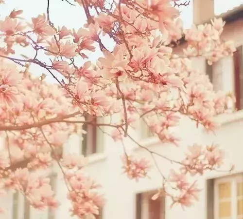 优美句子摘抄大全小学生（好词好句好段累积）