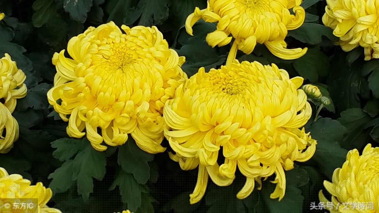 画菊古诗赏析（题画菊古诗朗读）