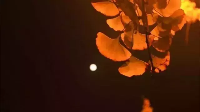 月亮有关的诗句有哪些（月亮的经典诗词 ）