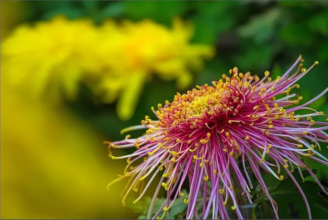 不是花中偏爱菊（菊花秋丛绕舍似陶家）