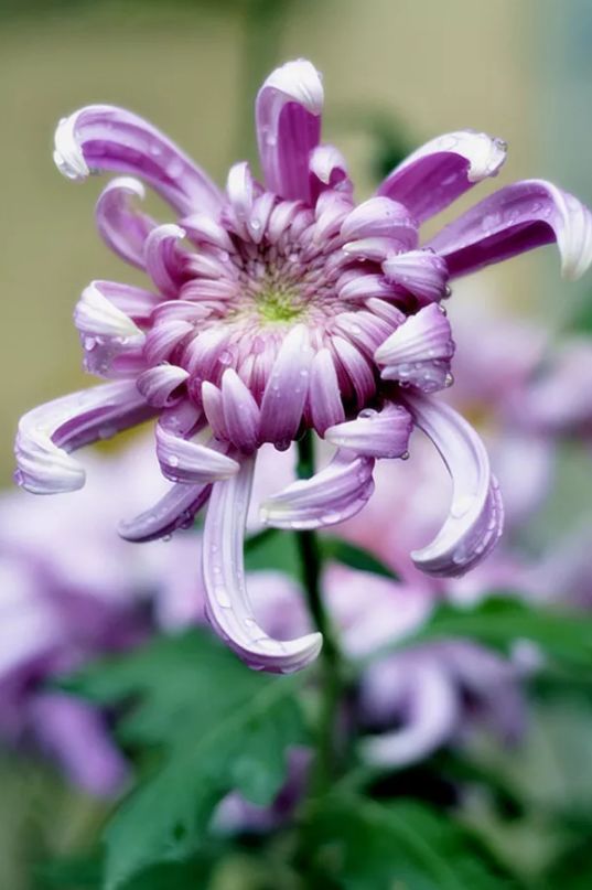 不是花中偏爱菊（菊花秋丛绕舍似陶家）