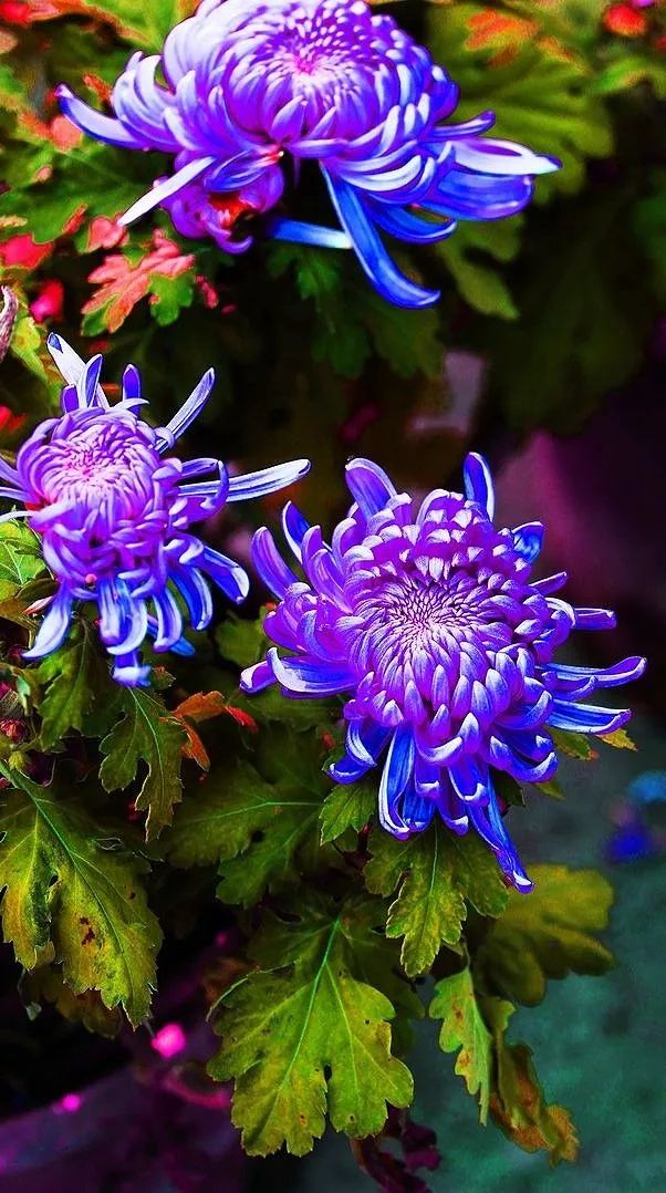 不是花中偏爱菊（菊花秋丛绕舍似陶家）