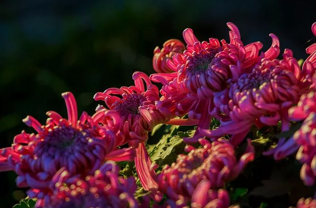不是花中偏爱菊（菊花秋丛绕舍似陶家）