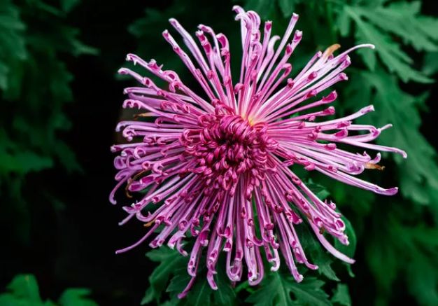 不是花中偏爱菊（菊花秋丛绕舍似陶家）