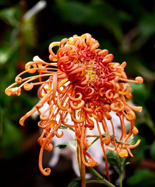 不是花中偏爱菊（菊花秋丛绕舍似陶家）