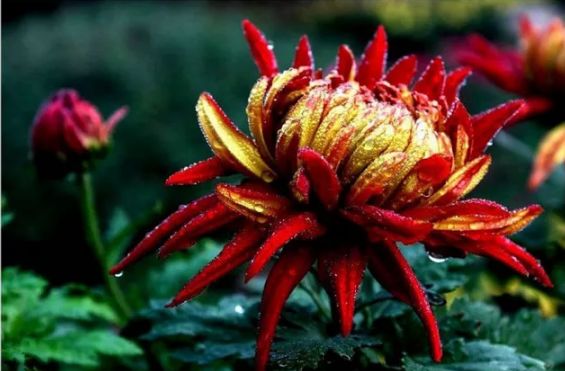 不是花中偏爱菊（菊花秋丛绕舍似陶家）