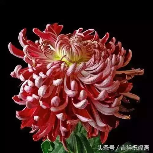 赏菊诗句有哪些（赏菊诗句大全）