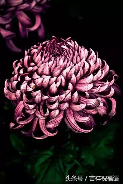 赏菊诗句有哪些（赏菊诗句大全）