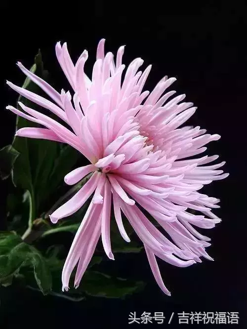 赏菊诗句有哪些（赏菊诗句大全）