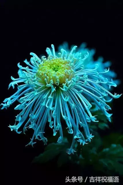 赏菊诗句有哪些（赏菊诗句大全）