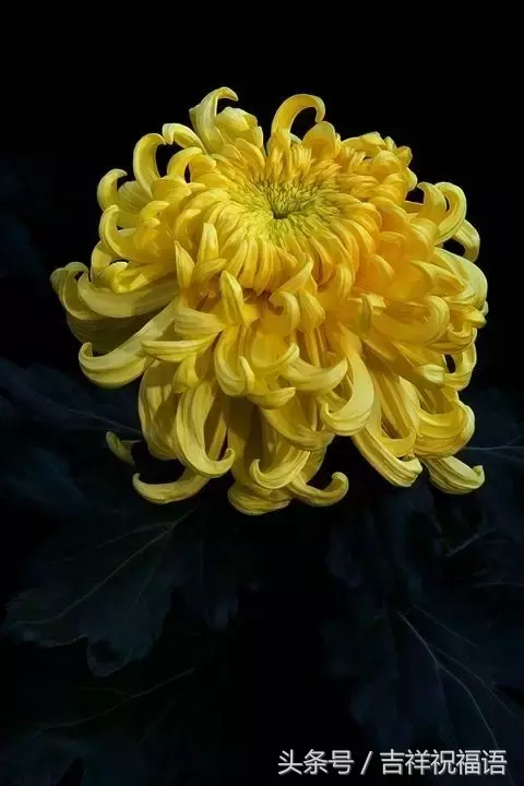 赏菊诗句有哪些（赏菊诗句大全）