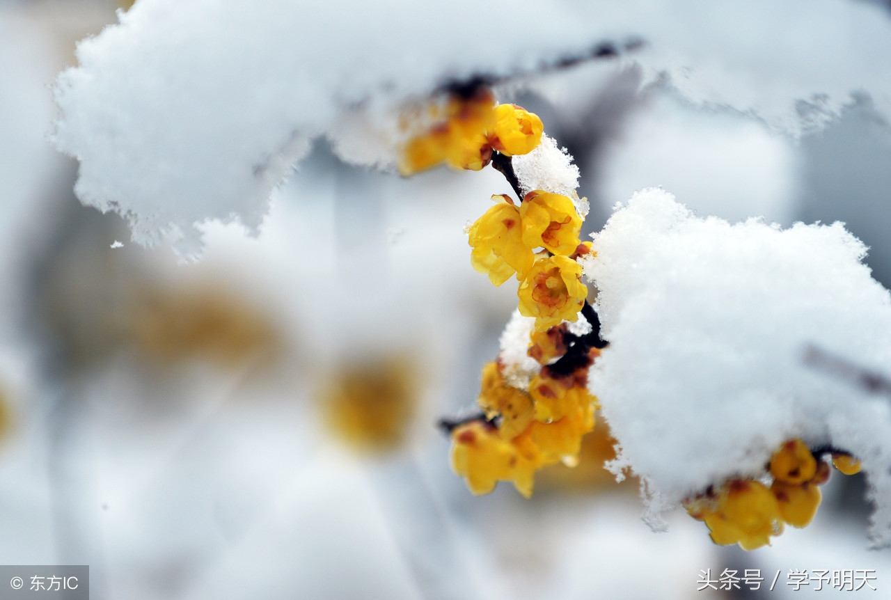 江雪古诗带拼音注释（江雪古诗内容及解释）