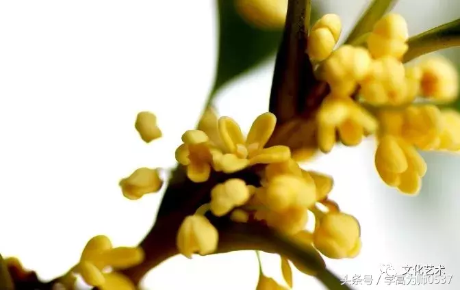 八月桂花香的诗句（赞美金秋八月的诗句）