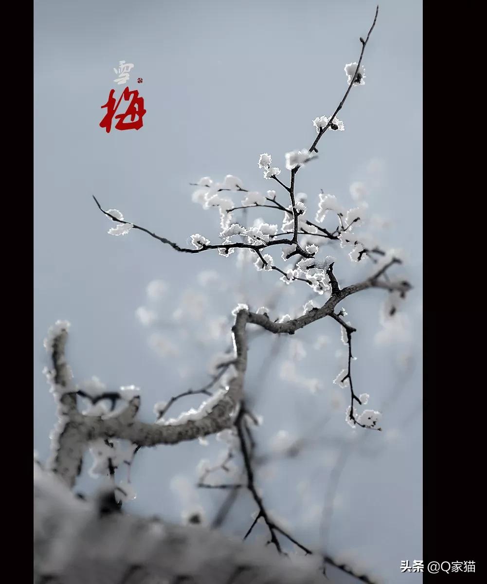 小学描写冬天的诗句（盘点小学必背冬天诗句）