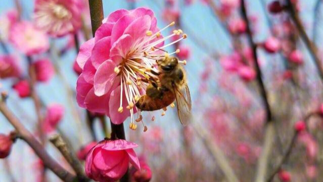 卜算子咏梅宋陆游的意思是什么（卜算子咏梅全文解析）