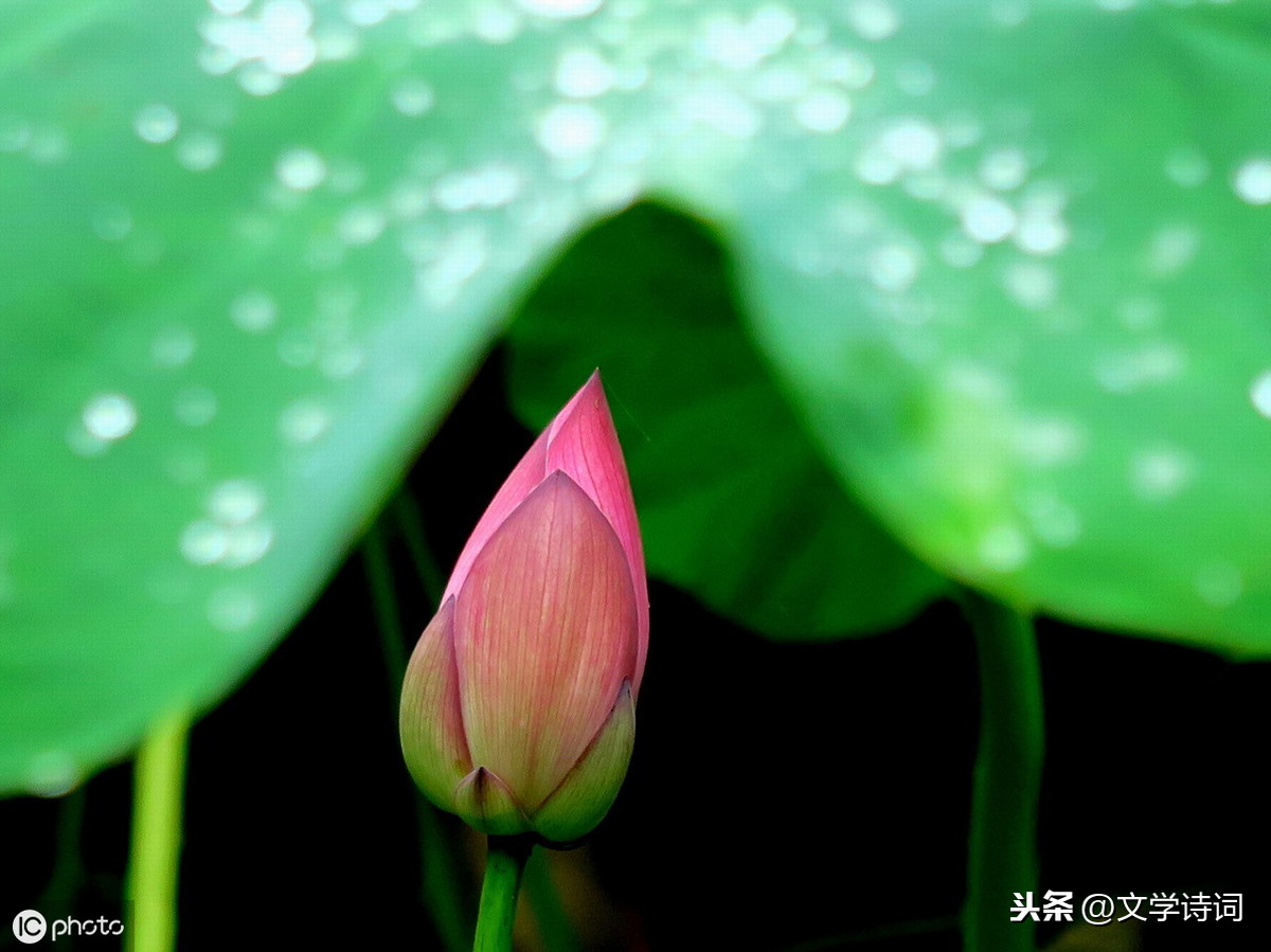 咏露珠古诗译文（关于咏露珠全诗赏析）