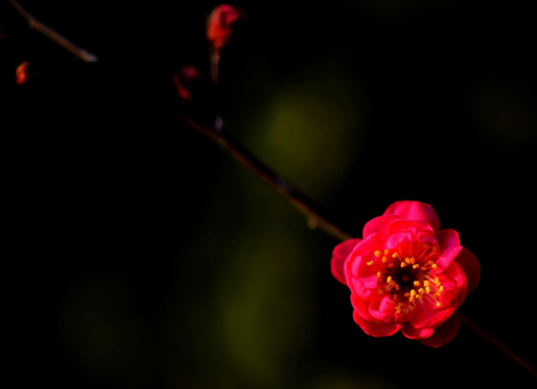 关于梅花的诗句古诗大全（赞美梅花的经典诗句）
