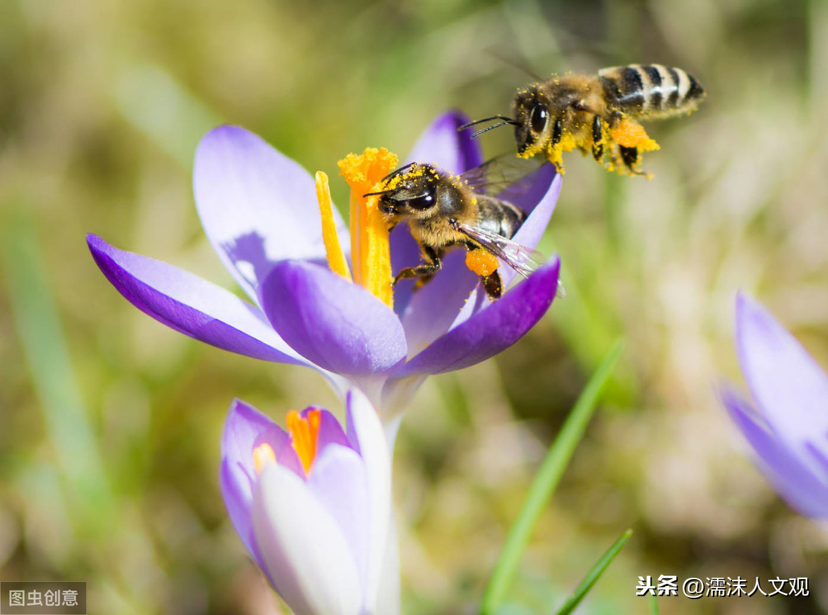 赞美蜜蜂勤劳的句子有哪些（赞美蜜蜂的3首著名古诗）