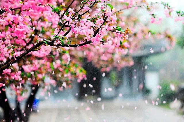 黛玉葬花原文片段（葬花吟原文及翻译）