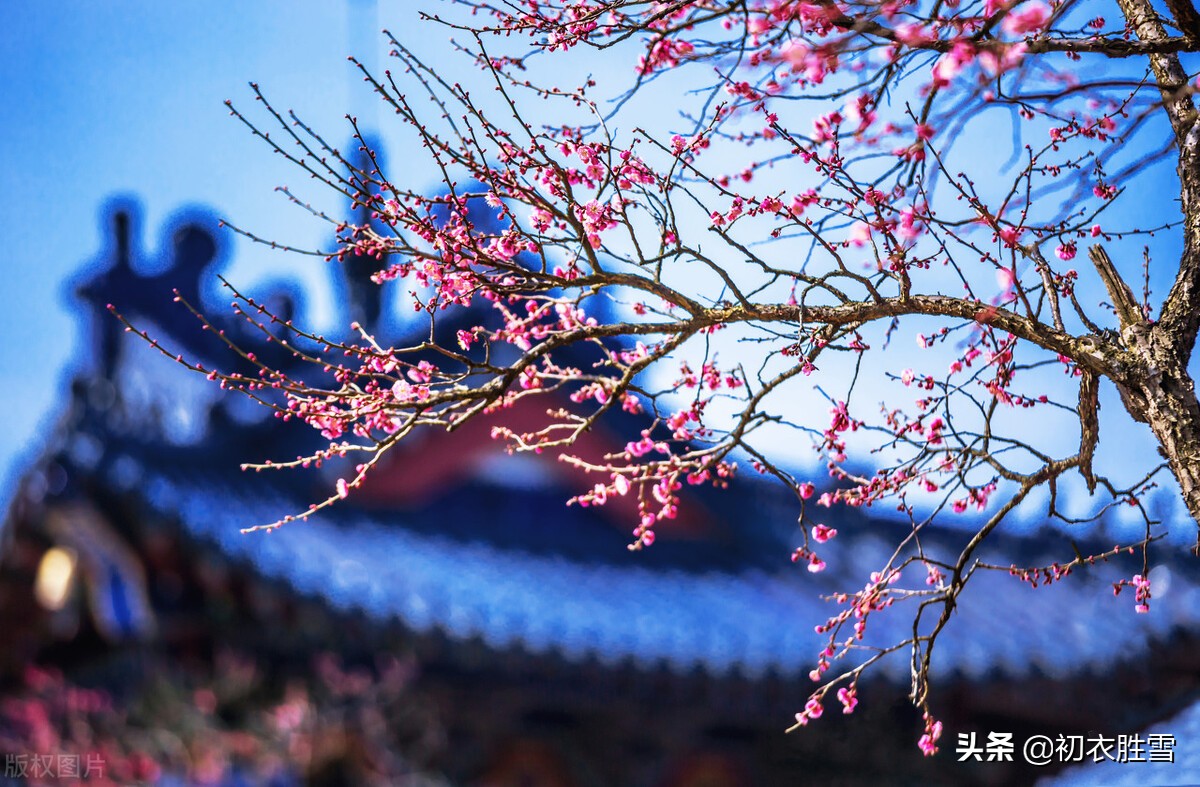 庆祝元旦的诗句古诗（关于元旦的优美诗句）