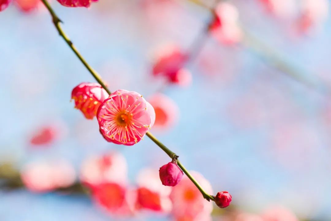 梅花诗句唯美句子（美人梅的优美诗句）