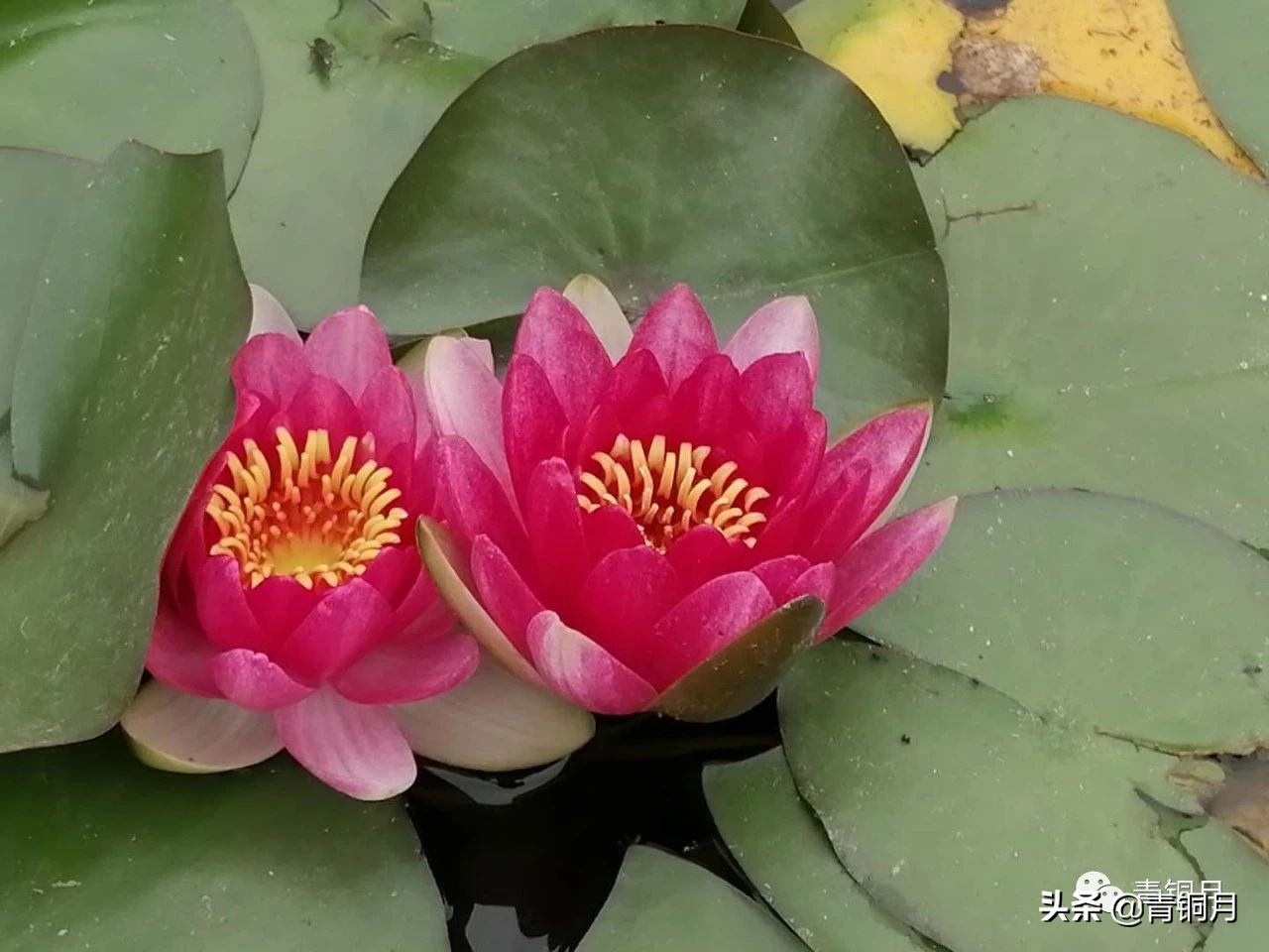 海燕课文原文赏析（海燕第八段赏析高尔基）